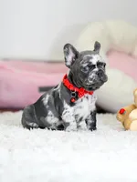 Our 4th of July Blue Merle Boy is Looking for a Home! 🇺🇸🐾, a male French Bulldog for sale in Cumming, GA – 4 of 10