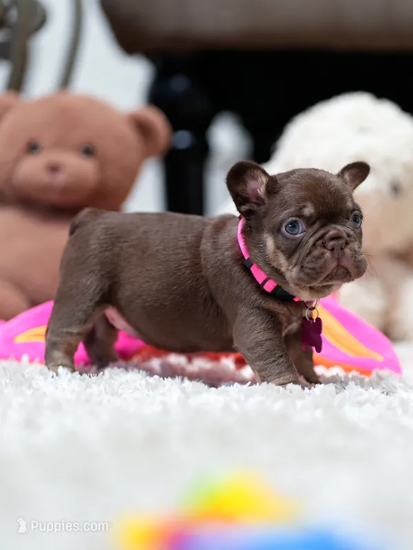 Female Chocolate Tan – Born on September 24, 2026 – AKC Registered – French Bulldog puppy for sale in Cumming, GA