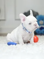 Stunning Male Platinum Frenchie! DOB: 06/23/2026., a male French Bulldog for sale in Cumming, GA – 2 of 10