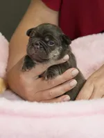 Female Chocolate Tan – Born on September 24, 2026 – AKC Registered, a female French Bulldog for sale in Cumming, GA – 3 of 9