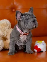 Stunning AKC Solid Blue Female Frenchie – Ready for Her New Home, a female French Bulldog for sale in Cumming, GA – 5 of 7