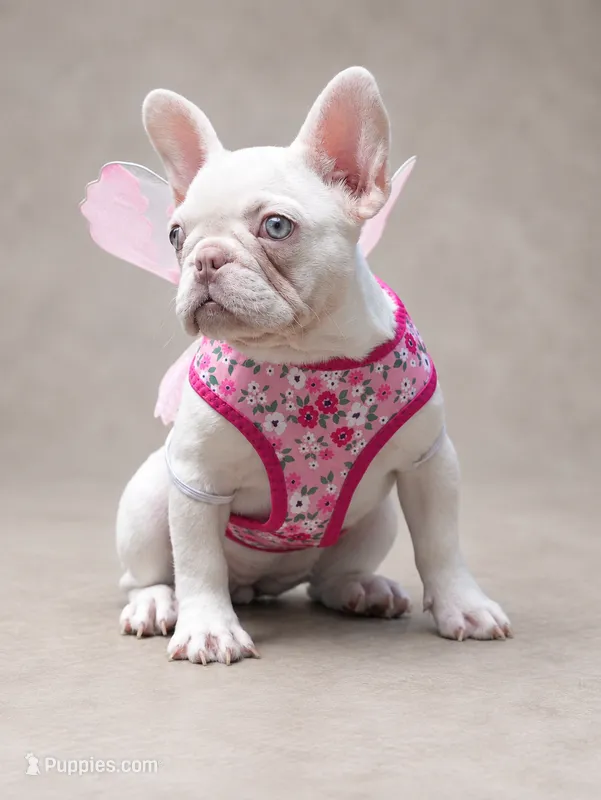 Female Platinum – Born on June 09, 2026 – French Bulldog puppy for sale in Cumming, GA