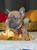 Female Fawn – Born on June 22, 2026 – AKC Registered, a female French Bulldog for sale in Cumming, GA – 7 of 8