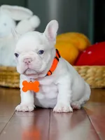 Male Platinum- Born on June 23, 2026 – AKC Registered, a male French Bulldog for sale in Cumming, GA – 9 of 10