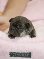 Female Chocolate Tan – Born on September 24, 2026 – AKC Registered, a female French Bulldog for sale in Cumming, GA – 1 of 9