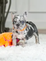 Meet Our Handsome Blue Merle Boy! 💙, a male French Bulldog for sale in Cumming, GA – 5 of 8