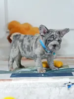 Male Blue Merle – Born on June 24, 2026 – AKC Registered, a male French Bulldog for sale in Cumming, GA – 5 of 10