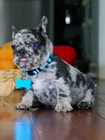 Male Blue Merle – Born on June 23, 2026 – AKC Registered, a male French Bulldog for sale in Cumming, GA – 3 of 8