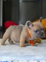 Female Fawn – Born on June 22, 2026 – AKC Registered, a female French Bulldog for sale in Cumming, GA – 8 of 8