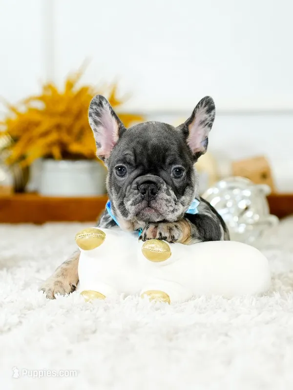 Striking Blue Merle Boy Ready to Steal Your Heart! 💙 – French Bulldog puppy for sale in Cumming, GA