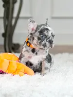 Meet Our Handsome Blue Merle Boy! 💙, a male French Bulldog for sale in Cumming, GA – 6 of 8