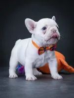 Female Platinum – Born on June 09, 2026, a female French Bulldog for sale in Cumming, GA – 4 of 6