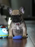 Fawn Male French Bulldog born on May 22, 2026, a male French Bulldog for sale in Cumming, GA – 3 of 10
