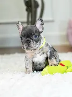 Striking Blue Merle Boy Ready to Steal Your Heart! 💙, a male French Bulldog for sale in Cumming, GA – 5 of 8