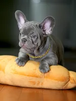 Striking Blue Male | Born May 5, 2026| Limited AKC, a male French Bulldog for sale in Cumming, GA – 4 of 6