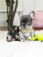 Striking Blue Merle Boy Ready to Steal Your Heart! 💙, a male French Bulldog for sale in Cumming, GA – 1 of 8