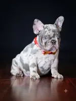 Exquisite Blue Merle French Bulldog Female Puppy, a  French Bulldog for sale in Cumming, GA – 6 of 6