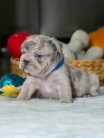 Male Blue Merle – Born on June 24, 2026 – AKC Registered, a male French Bulldog for sale in Cumming, GA – 2 of 8