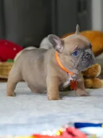 Female Fawn – Born on June 22, 2026 – AKC Registered, a female French Bulldog for sale in Cumming, GA – 5 of 8