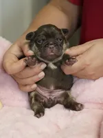 Female Chocolate Tan – Born on September 24, 2026 – AKC Registered, a female French Bulldog for sale in Cumming, GA – 4 of 9