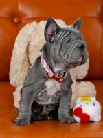 Stunning AKC Solid Blue Female Frenchie – Ready for Her New Home, a female French Bulldog for sale in Cumming, GA – 4 of 7
