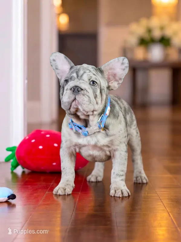 Male Blue Merle – Born on June 24, 2026 – AKC Registered – French Bulldog puppy for sale in Cumming, GA
