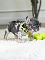 Striking Blue Merle Boy Ready to Steal Your Heart! 💙, a male French Bulldog for sale in Cumming, GA – 7 of 8