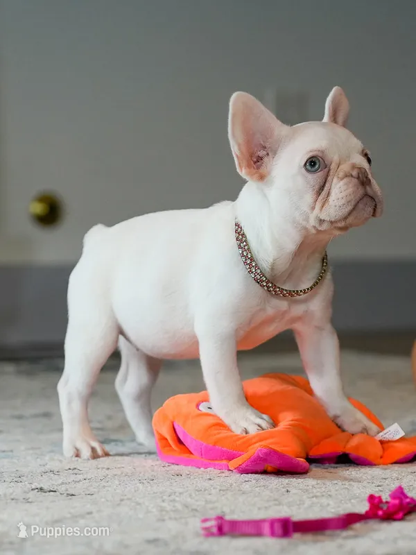 Female Platinum – Born on June 09, 2026 – French Bulldog puppy for sale in Cumming, GA