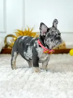 Male Blue Merle – Born on June 23, 2026 – AKC Registered, a male French Bulldog for sale in Cumming, GA – 9 of 10