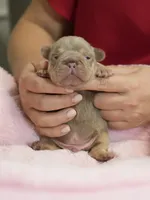 AKC Registered Isabella Tan Male French Bulldog Puppy   , a male French Bulldog for sale in Cumming, GA – 7 of 9