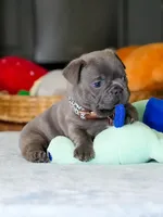 Male Blue – Born on June 22, 2026 – AKC Registered, a male French Bulldog for sale in Cumming, GA – 4 of 7