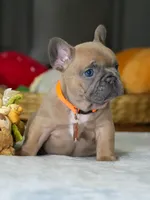 Female Fawn – Born on June 22, 2026 – AKC Registered, a female French Bulldog for sale in Cumming, GA – 3 of 8