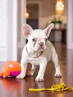 Female Platinum – Born on June 09, 2026, a female French Bulldog for sale in Cumming, GA – 3 of 5