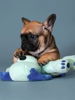 Male Fawn – Born on May 22, 2026, a male French Bulldog for sale in Cumming, GA – 2 of 5