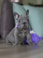 Handsome Male Blue Frenchie! Available for $3,000. DOB: 06/24/2026., a male French Bulldog for sale in Cumming, GA – 4 of 9