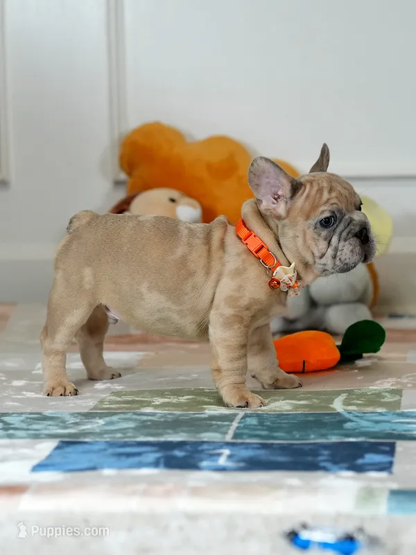 Male Fawn Merle – Born on June 24, 2026 – AKC Registered – French Bulldog puppy for sale in Cumming, GA