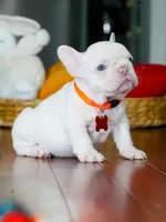 Male Platinum- Born on June 23, 2026 – AKC Registered, a male French Bulldog for sale in Cumming, GA – 3 of 10