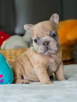 Male Fawn Merle – Born on June 24, 2026 – AKC Registered, a male French Bulldog for sale in Cumming, GA – 2 of 9