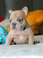Male Fawn Merle – Born on June 24, 2026 – AKC Registered, a male French Bulldog for sale in Cumming, GA – 1 of 9