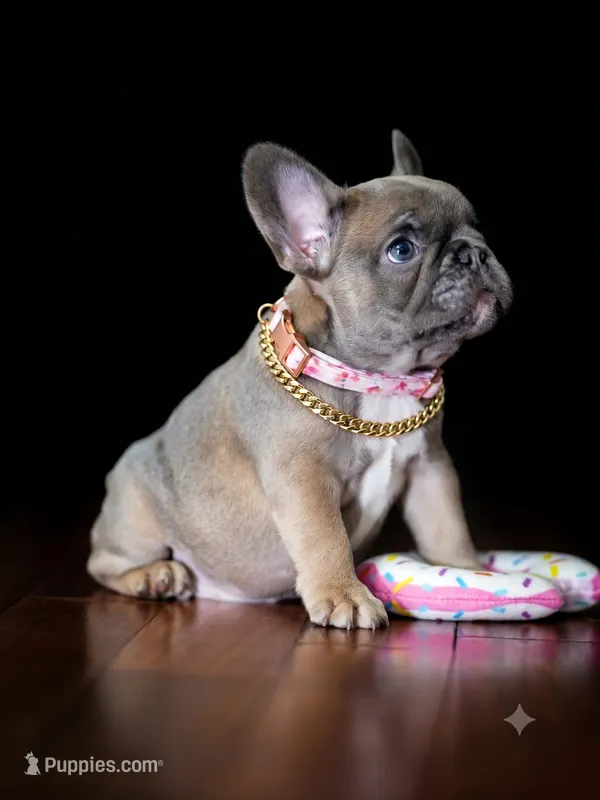 Adorable Fawn French Bulldog Female Puppy  – French Bulldog puppy for sale in Cumming, GA