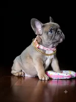 Adorable Fawn French Bulldog Female Puppy , a female French Bulldog for sale in Cumming, GA – 1 of 4
