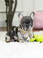 Striking Blue Merle Boy Ready to Steal Your Heart! 💙, a male French Bulldog for sale in Cumming, GA – 3 of 8