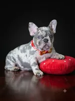 Exquisite Blue Merle French Bulldog Female Puppy, a  French Bulldog for sale in Cumming, GA – 2 of 6