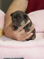 Female Chocolate Tan – Born on September 24, 2026 – AKC Registered, a female French Bulldog for sale in Cumming, GA – 8 of 9