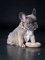 Adorable Fawn French Bulldog Female Puppy , a female French Bulldog for sale in Cumming, GA – 3 of 4