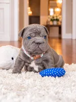 AKC Registered Solid Blue Male French Bulldog Puppy – Ready November 6, a male French Bulldog for sale in Cumming, GA – 6 of 8