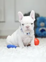 Stunning Male Platinum Frenchie! DOB: 06/23/2026., a male French Bulldog for sale in Cumming, GA – 4 of 10