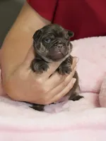 Female Chocolate Tan – Born on September 24, 2026 – AKC Registered, a female French Bulldog for sale in Cumming, GA – 7 of 9
