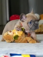 Female Fawn – Born on June 22, 2026 – AKC Registered, a female French Bulldog for sale in Cumming, GA – 4 of 8