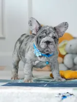Male Blue Merle – Born on June 24, 2026 – AKC Registered, a male French Bulldog for sale in Cumming, GA – 10 of 10